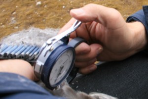 measuring the thickness of the wing web